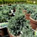 Borievka šupinatá (Juniperus squamata) ´BLUE STAR´ - ∅ 15-20 cm, kont. C2L